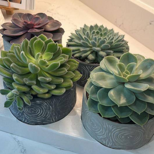 TRAY OF MEDIUM SIZE POTS